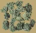 Sanqi Flower
