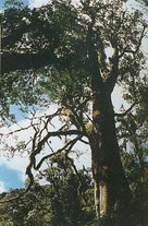 old tea tree 1