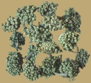 Sanqi Flower